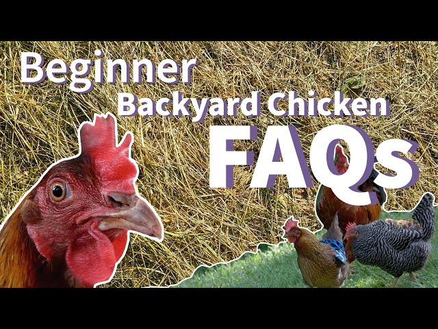 Beginner Backyard Chickens FAQs 🐔