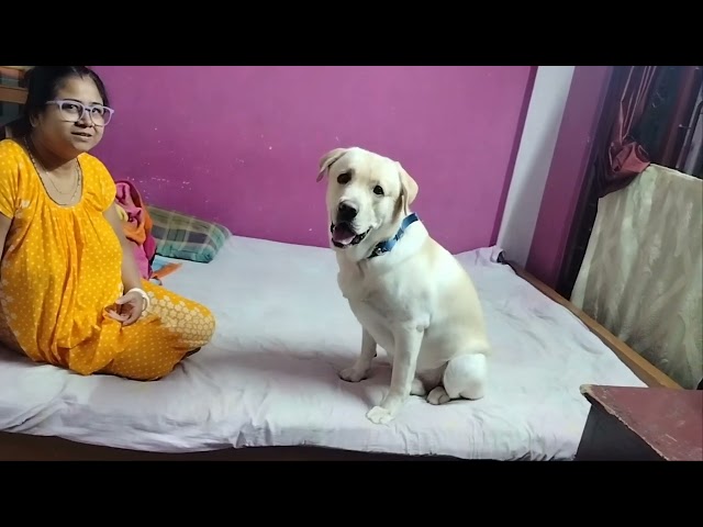 cute labrador dog playing with his mom 🤣🐕 || cute labrador dog funny video 🐕🤣🤣 || #viralvideo #funny