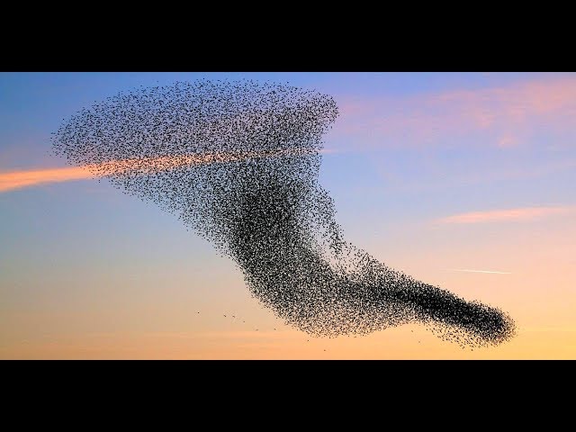 [10 Hours] Starling Murmuration at Sunset - Video & Soundtrack [1080HD] SlowTV
