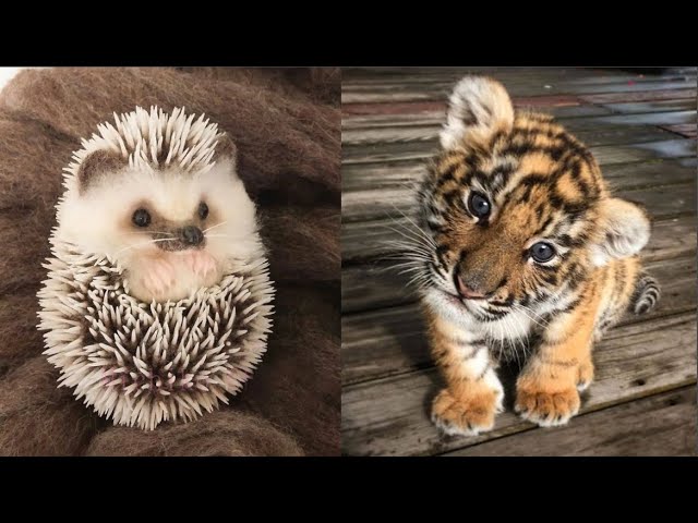 Cute Baby Animals Videos Compilation | Funny and Cute Moment of the Animals #21 - Cutest Animals
