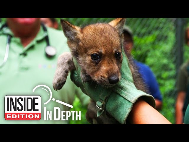 Why These Humans Hunt Wolf Pups to Save Them