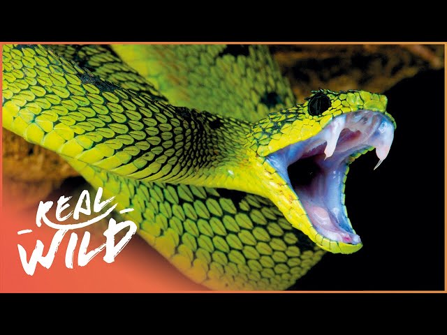 The Most Feared Reptile On The Planet | Asia's Deadliest Snakes | Real Wild