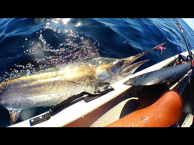 Marlin from stealth fishing kayak off the Gold Coast.