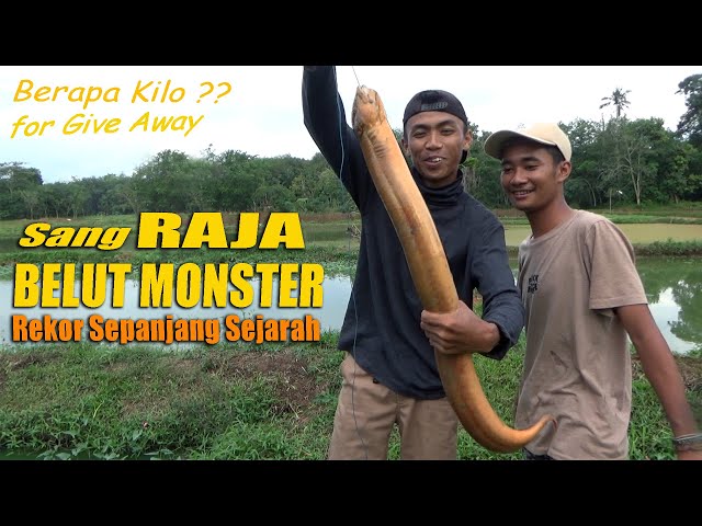RECORD 2021 || CATCHING THE KING OF MONSTER EEL