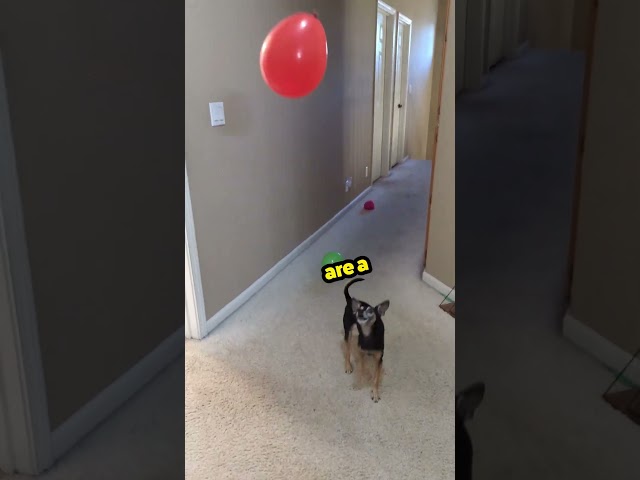 The Floor is LAVA | Dog Plays with Balloon
