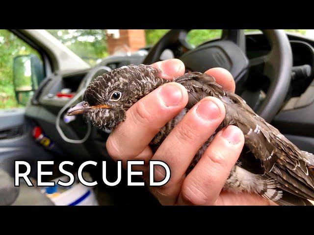 Incredible Cuckoo Rescue - Part 1 - A VERY Lucky Bird . . .