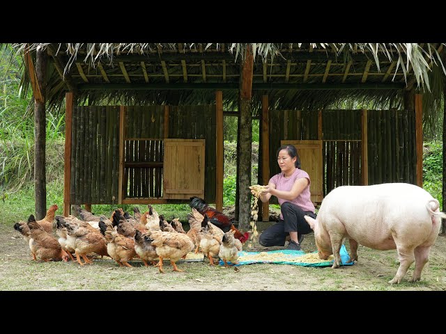 Build Chicken and Duck Coops - Build and Improve Lives/ Living Alone in the Mountains, Part 2