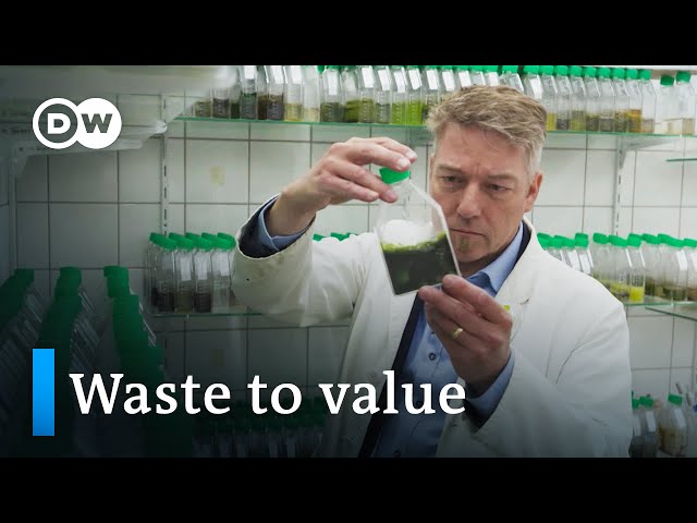 Can algae save the world? | DW Documentary