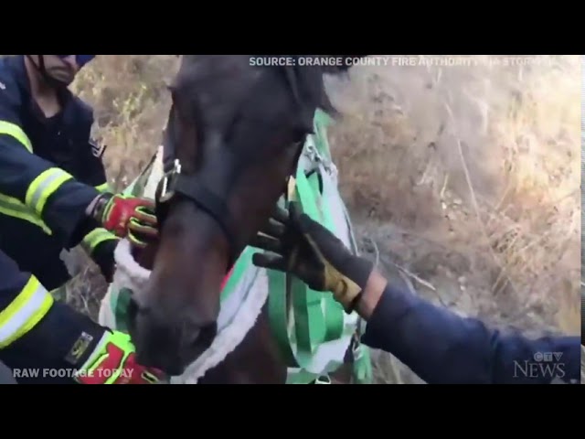 Horse rescued by helicopter after 18-meter fall into ravine