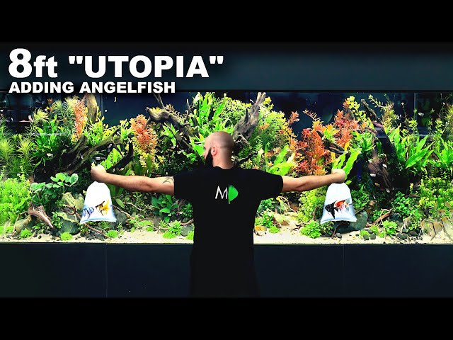 "Utopia" Complete: Adding Final Angelfish to 8ft Planted Aquarium