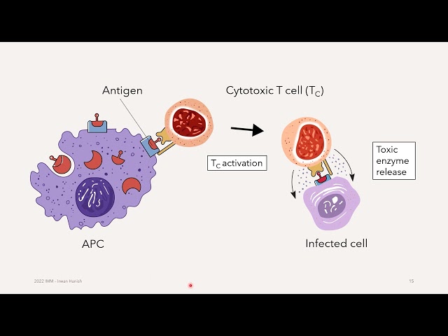 Innate and Adaptive Immunities (part 2)