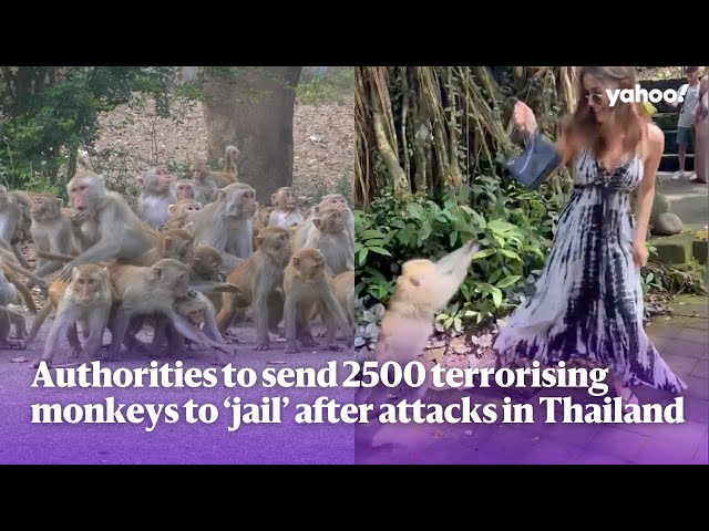 Authorities to send 2500 terrorising monkeys to ‘jail’ after attacks in Thailand | Yahoo Australia