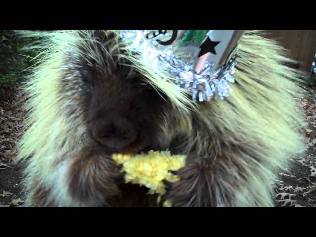 "Teddy" the porcupine has WAY TOO MUCH corn on New Year's