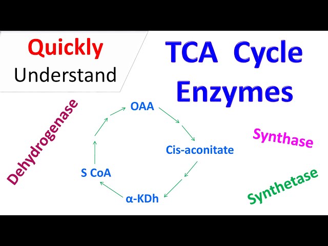 Enzymes of TCA cycle