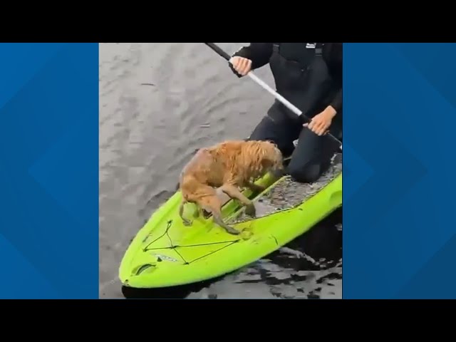 Video shows man saving dog from Nassau Sound