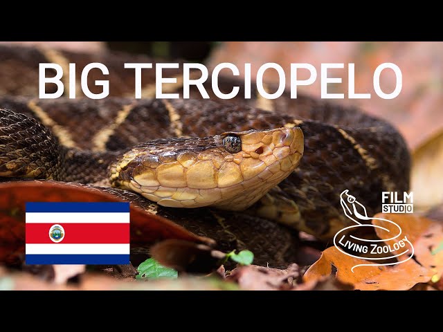 Big deadly venomous Terciopelo (Bothrops asper), snake from Costa Rica, Fer-de-lance pit viper