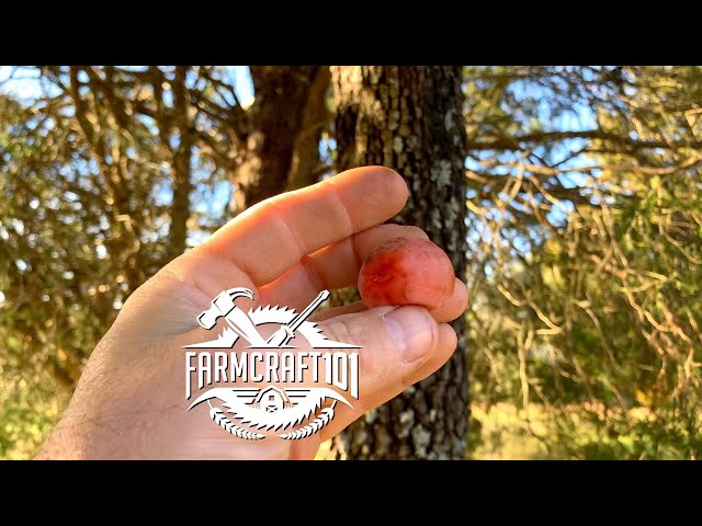 Can You ID The Persimmon Tree? FarmCraft101 #shorts