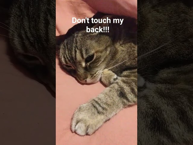 Don't Touch my Back! #cat #cats #catshorts #catsofinstagram #catsofyoutube #catslover #catstagram