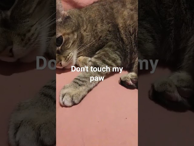 Don't Touch my Paw - Moon the Cat