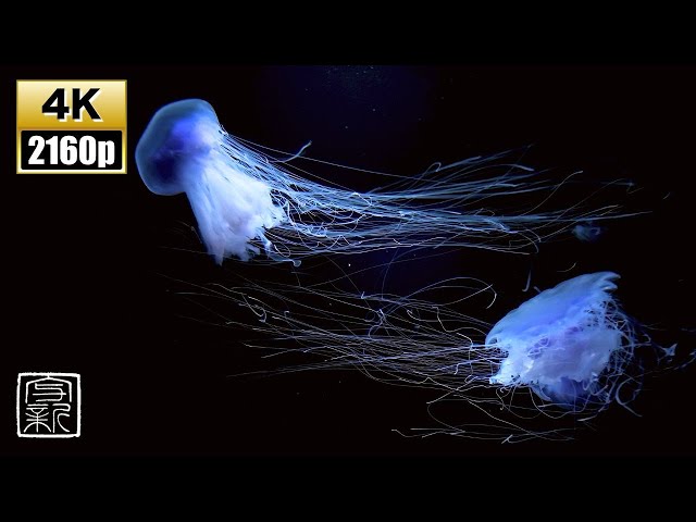 Unveiling the Secret of a Sleep😴in Dreamland, Captivating💙Blue Candyfloss🪼Jellies 4K UHD