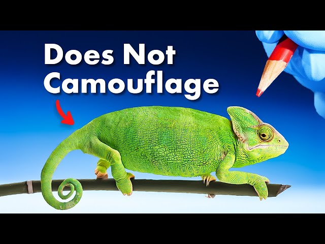 The REAL Reason Chameleons Change Color