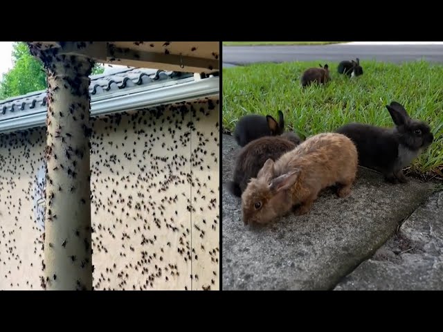 Shocking Animal Invasions