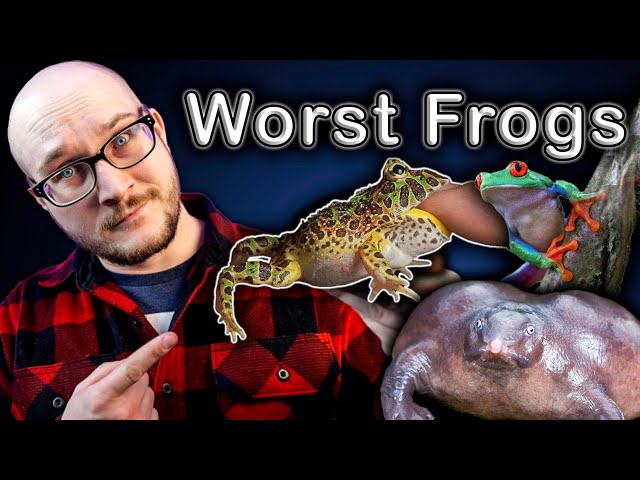 Top 5 WORST Pet Frogs and 5 BETTER Options You've Never Heard Of!