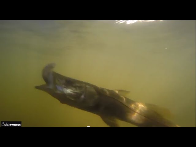 Snook Crushing a Pinfish [underwater footage]