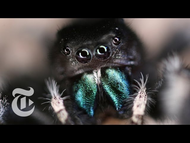 Inside a Jumping Spider’s Brain | ScienceTake | The New York Times