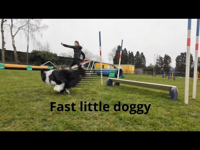 You won´t believe how fast this little dog can run! training to be the next agility champion