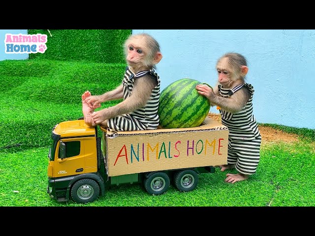 BiBi steals Amee's fruits truck