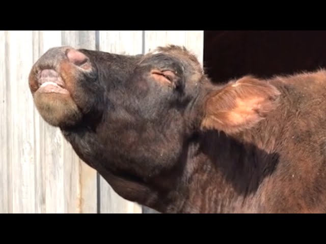 Cow tastes freedom after 17 years