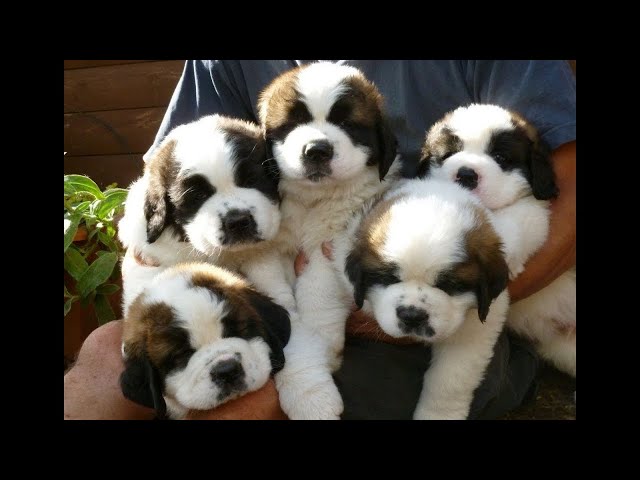 Cute St Bernard Puppies Compilation - Cutest Puppies Ever!