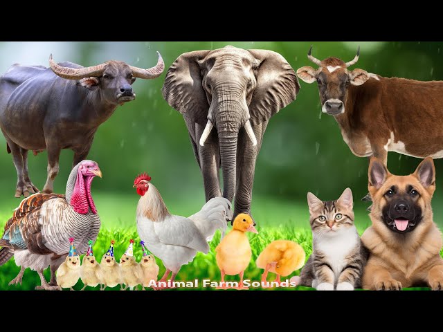 Cute Little Animals : Buffalo, Dog, Cat, Elephant, Cow, Chicken, Duck - Animal sounds