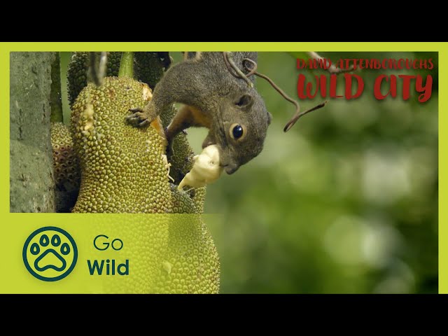 Secret Forests | David Attenborough's Wild City 4/6 | Go Wild