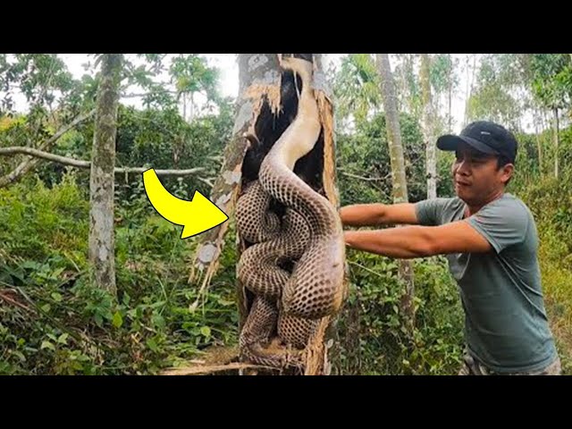 Man Opens a Dead Tree and What He Found Inside Shocked The Whole World