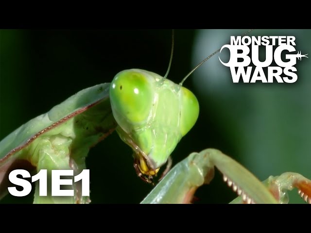 MONSTER BUG WARS | Death at Midnight | S1E1