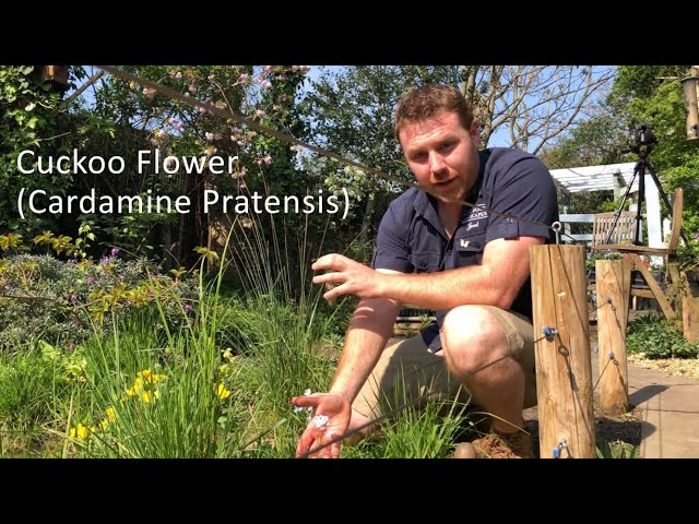 How to Plant for Butterflies - Cuckoo Flower & the Orange Tip Butterfly - Episode 3