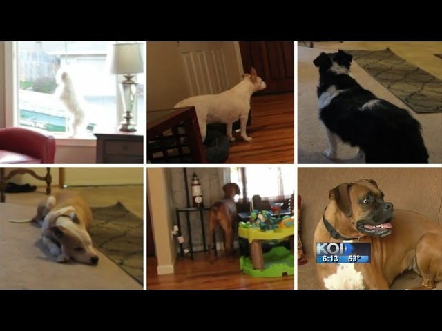 Would your dog protect you during a break-in?