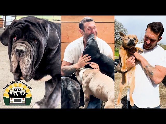 All of these misfit dogs have been given a second chance at life | The Asher House