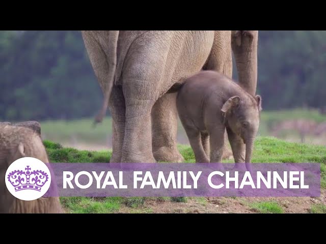 The Queen Lives on Through This Very Special Baby Elephant