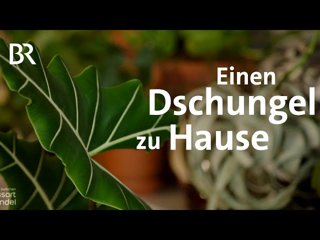 Urban Jungle in der Stadt: Zimmerpflanzen im Trend | Zwischen Spessart und Karwendel | BR