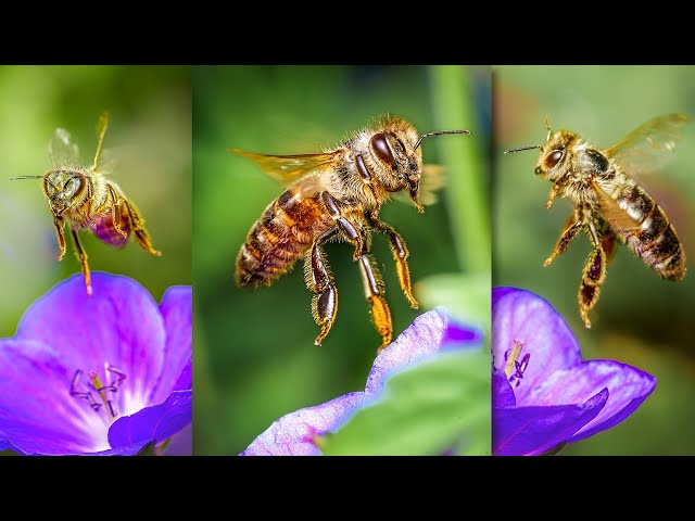 A simple way to photograph a bee above a flower