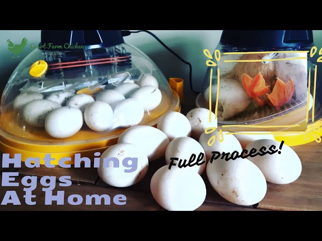 How to hatch ducklings from eggs at home using Brinsea Maxi II Eco Incubator - start to finish