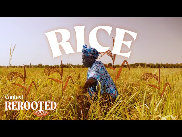 The Senegalese strategy to bring rice production home