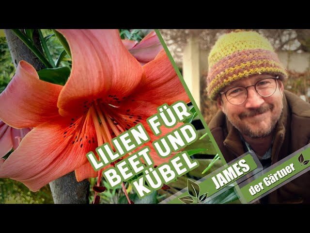 Lilienzwiebeln pflanzen und pflegen – ganz einfach! | James der Gärtner
