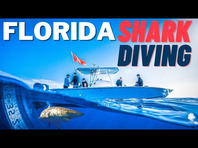 Shark Diving Jupiter Florida - Without a CAGE!!