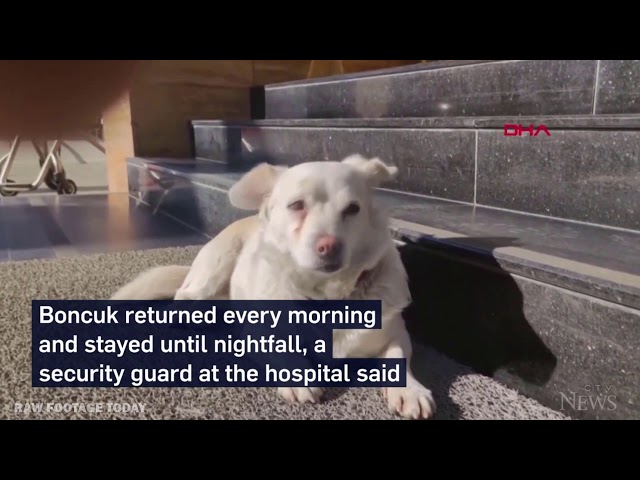 Loyal dog waits days outside Turkey hospital for its owner