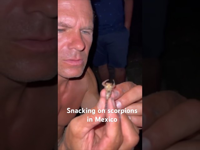 Roasted Scorpion bedtime snack