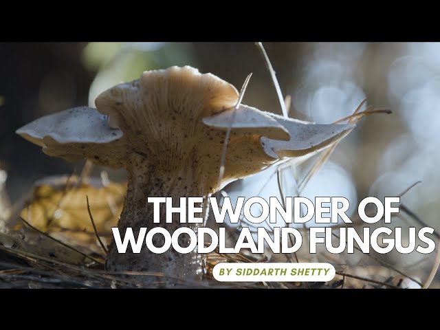 Wonder of Woodland Fungus